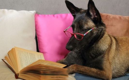Avid Reader
